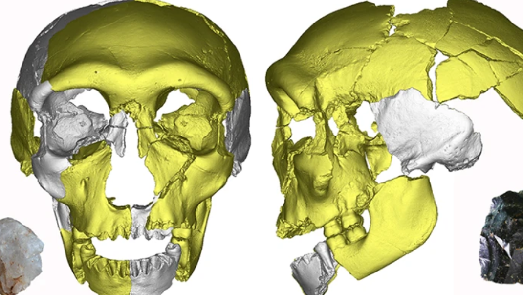 Diese digital rekonstruierten Überreste könnten womöglich eine bislang noch nie untersuchte Menschenspezies sein.