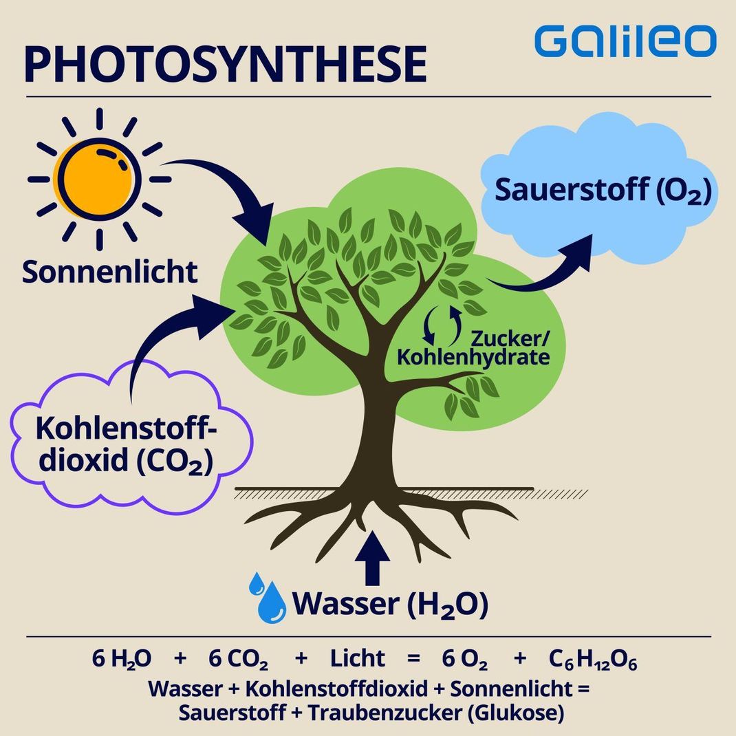 Bäume sind effektive Sauerstoff-Lieferanten und CO2-Speicher. Sie nehmen das CO2 aus der Luft auf und bilden daraus mithilfe von Wasser und Sonnenlicht frischen Sauerstoff. Für sich selbst produzieren sie dabei wichtige Nährstoffe. 