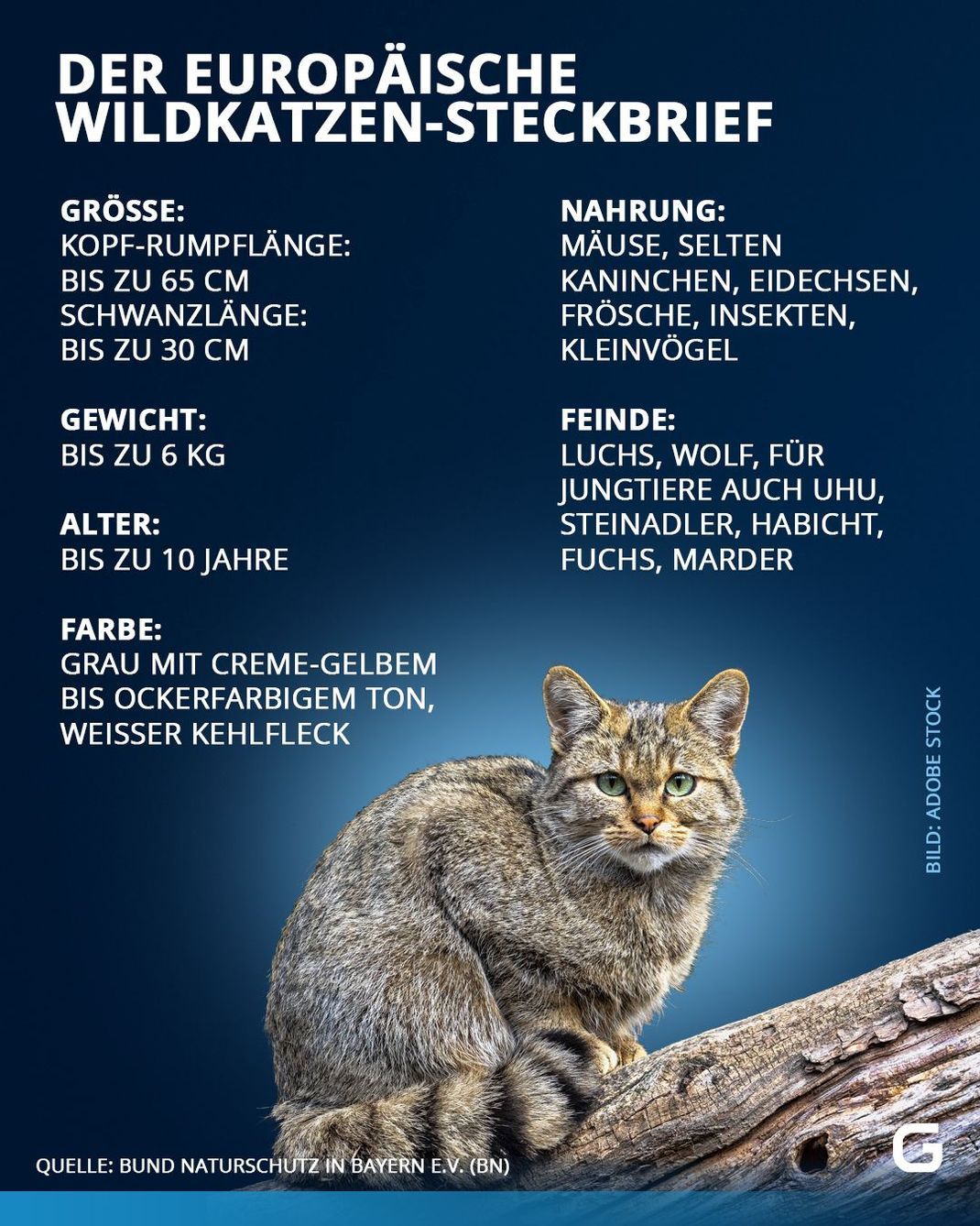 Steckbrief-Europäische Wildkatze
