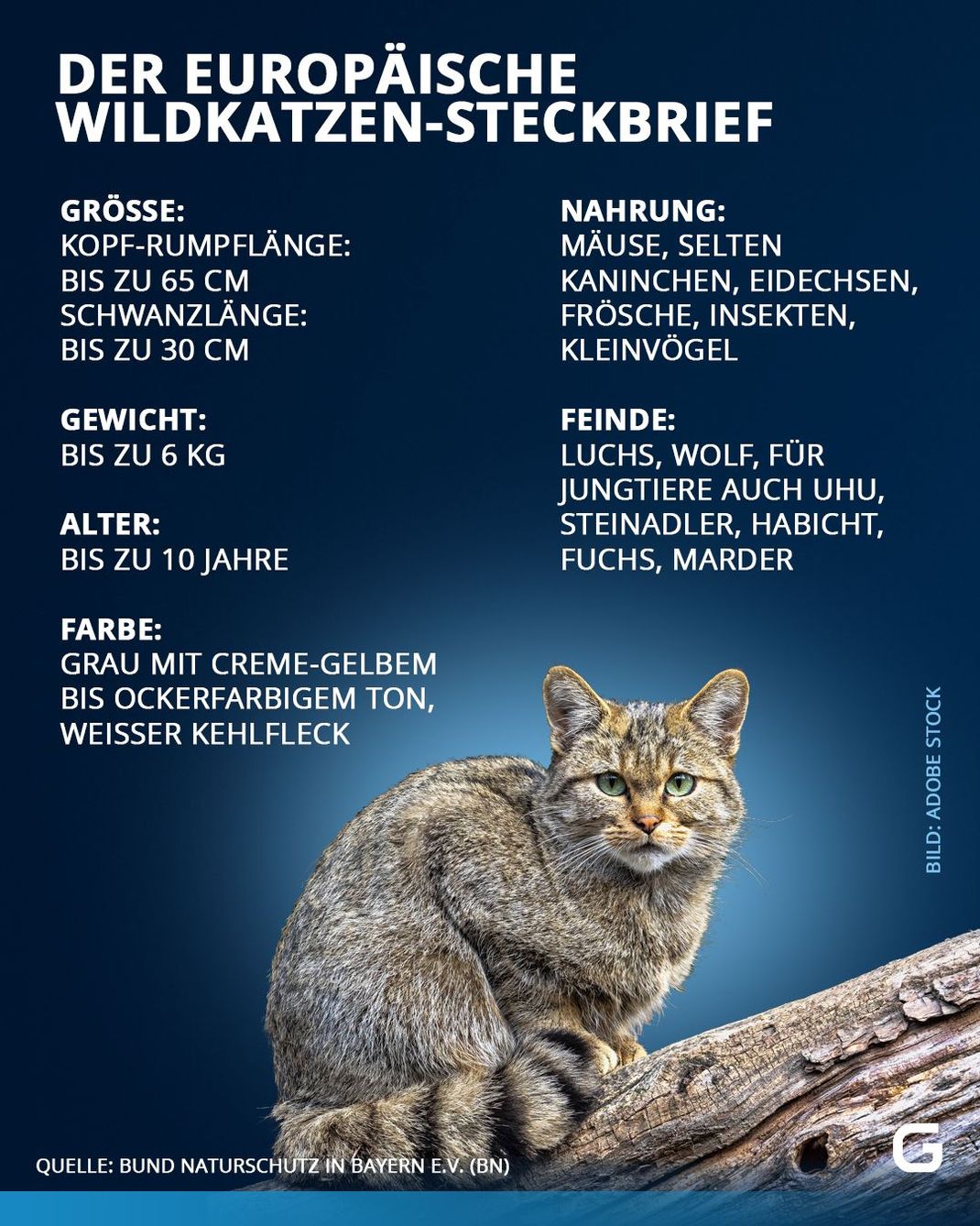 Steckbrief-Europäische Wildkatze