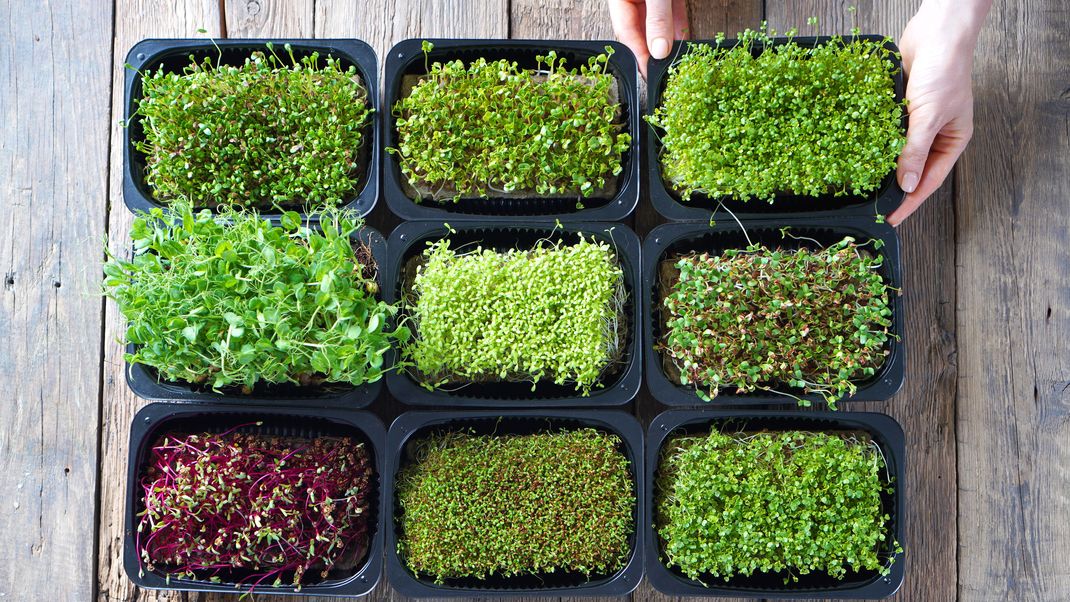 Microgreens sind nicht nur Kresse, sondern auch eine Vielzahl an anderen Superfoods.