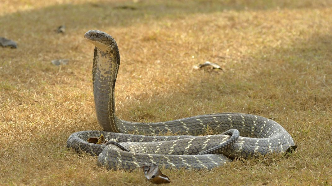 Königskobra: Mit einer Länge von bis zu fünf Metern gilt die indische Königskobra als die größte Giftschlange der Welt. Das Foto zeigt sie in ihrer typischen Drohgebärde. Die Schlange stellt sich auf und spreizt den Nackenschild. Dieser ist schmaler als bei den gewöhnlichen „Echten Kobras“.