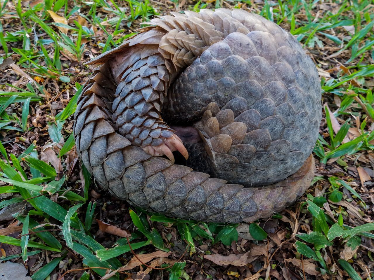 Pangoline kommen meistens als Einzelkinder auf die Welt. In den ersten Tagen halten sie sich im Bau der Mutter auf, danach dürfen sie auf ihrem Schwanz oder Rücken reitend die Welt erkunden. Da die Schuppen der Jungen in den ersten Tagen noch weich sind. rutschen sie bei Gefahr auf den Bauch der Mutter. Diese bedeckt das Junge schützend mit ihrem kräftigen Schwanz.