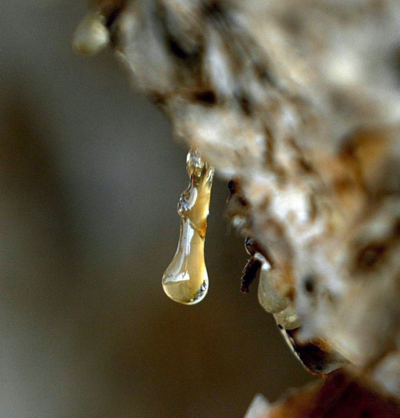 Damit das Harz austritt, ritzen die Bauern Schnitte in die Baumrinde. Um die Bäume nicht auszubeuten, dürfen sie eine bestimmte Anzahl nicht übersteigen. Boswellia-Bäume wachsen langsam. Pro Baum können die Bauern zur Erntezeit nur etwa 1 Kilo Harz gewinnen. 