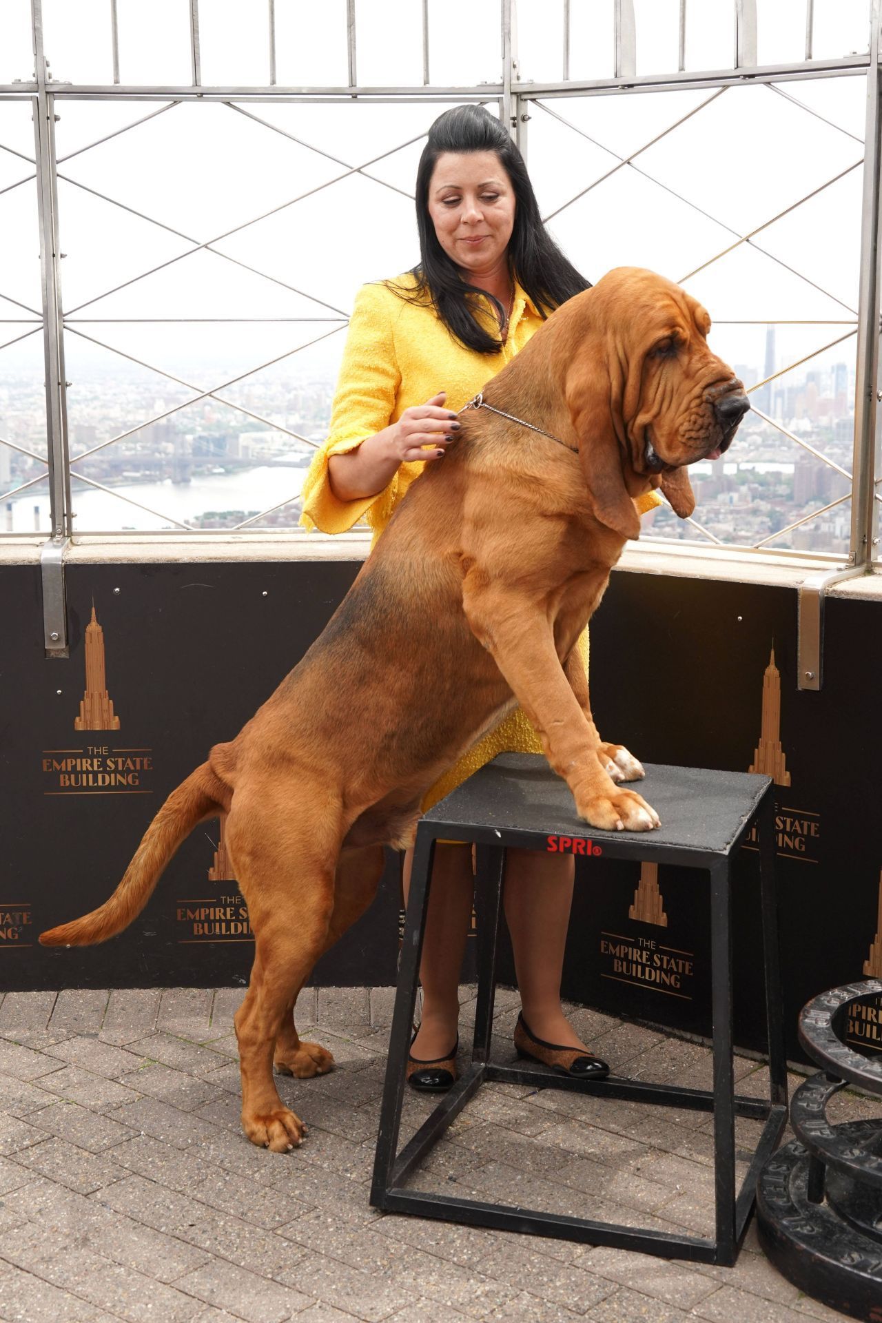 Fast wie bei America's Next Top Model: Der Westminster Kennel Club kürt alljährlich den schönsten Rassehund in New York. Bei der ältesten und größten Hunde-Ausstellung der Welt (seit 1877) sind unter anderem Jagdhunde, Hütehunde und Schoßhunde vertreten, am Ende wird ein Gesamtsieger ermittelt. Den Titel "Best in Show" erhielt 2022 zum ersten mal in der Geschichte ein Bluthund namens Trumpet. 2023 konnte sich "Buddy Holly", e