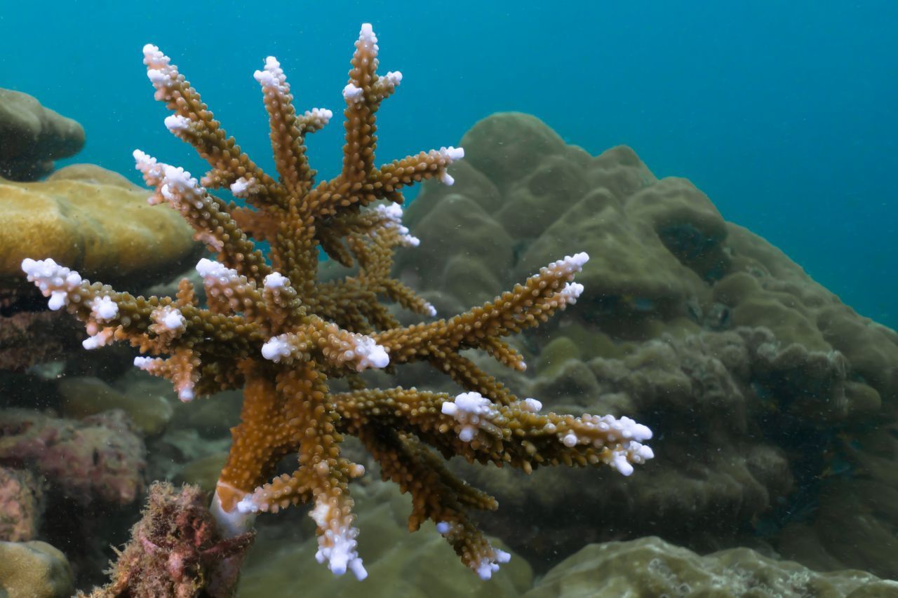 Die Korallenbleiche ist keine Einbahnstraße: Die Riffe können sich nach wenigen Jahren erholen und nachwachsen. 