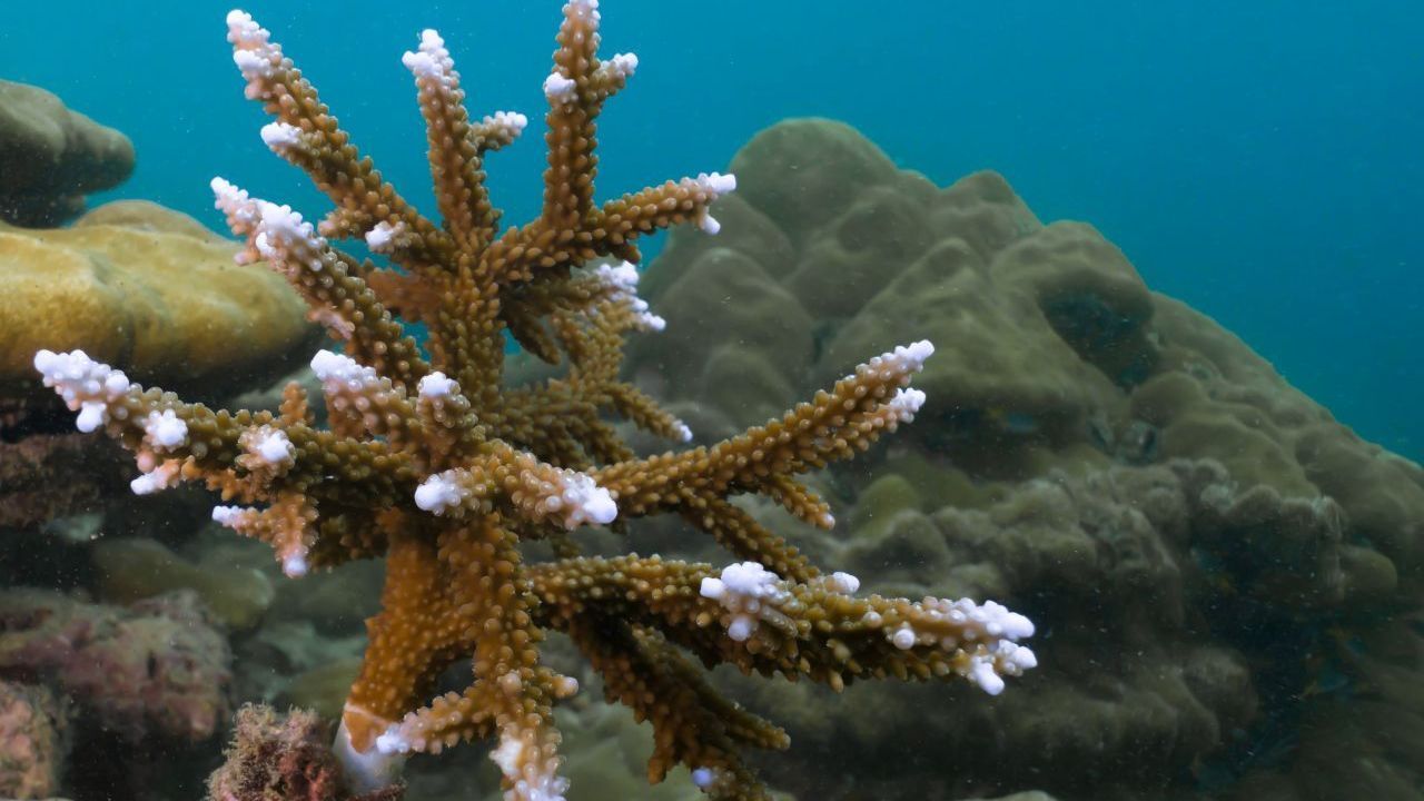 Die Korallenbleiche ist keine Einbahnstraße: Die Riffe können sich nach wenigen Jahren erholen und nachwachsen.