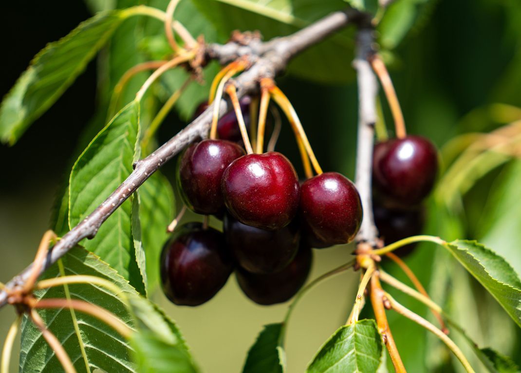 Sauerkirschen enthalten nicht nur Melatonin, sondern auch Antioxidantien. Außerdem sollen sie deine Muskeln bei der Erholung unterstützen.