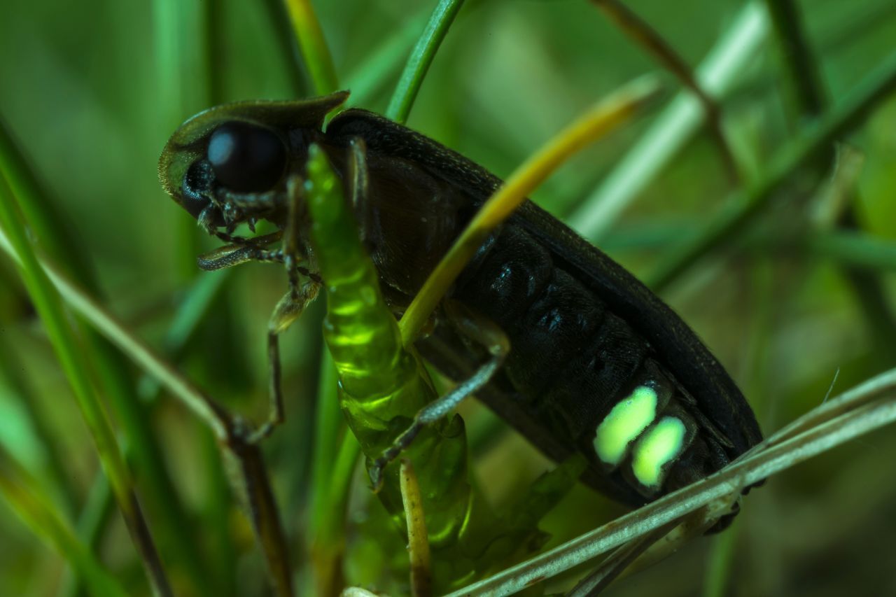 Ganz schön helle: Der Leuchtkäfer erzeugt in der Dunkelheit mit seinem Leuchtorgan am Hinterleib Licht (Biolumineszenz). Manche Arten blinken, manche knipsen ein Dauerlicht an. Meist werden die Lichtsignale ausgesendet, damit Weibchen und Männchen zur Paarung zueinander finden. Tropische Glühwürmchen-Larven verfolgen andere Zwecke: Sie leuchten, um Fressfeinden zu signalisieren, dass sie nicht schmackhaft sind, oder um Beute 