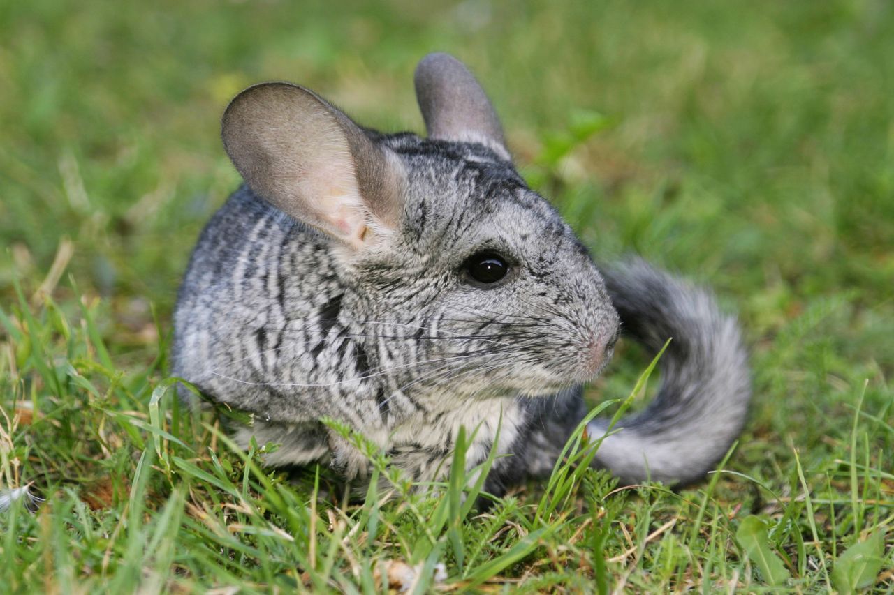 Langschwanz-Chinchilla haben, wie der Name schon sagt, einen etwas längeren Schwanz als ihre Artgenossen.