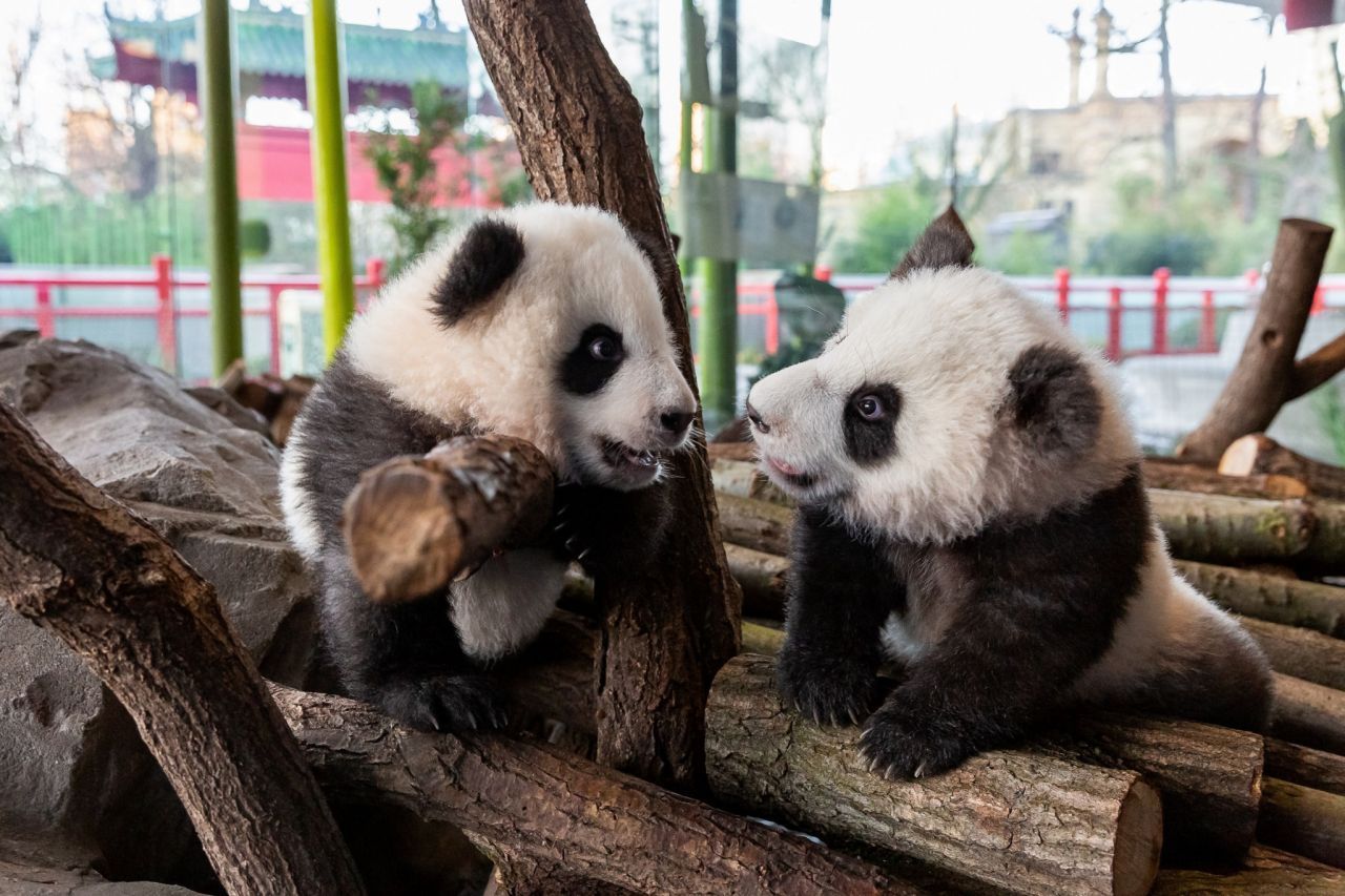 Mit 5 Monaten unternehmen die Panda-Zwillinge ihre 1. Ausflug ins Gehege.