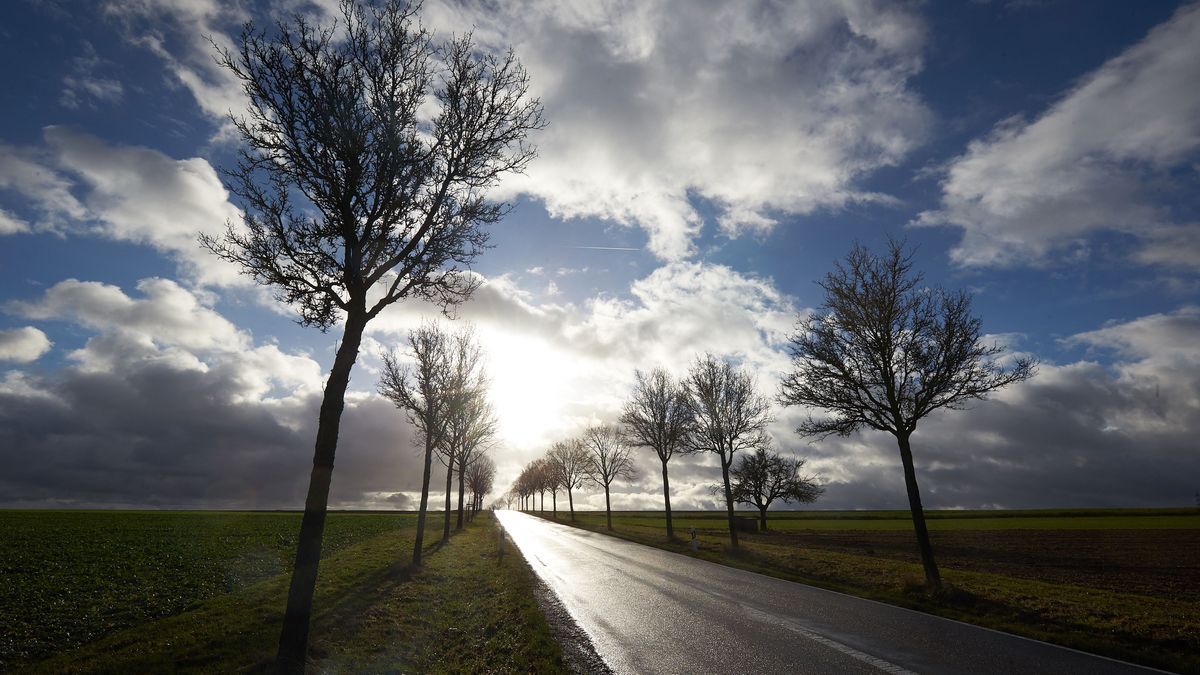 Sonne über einer Allee.