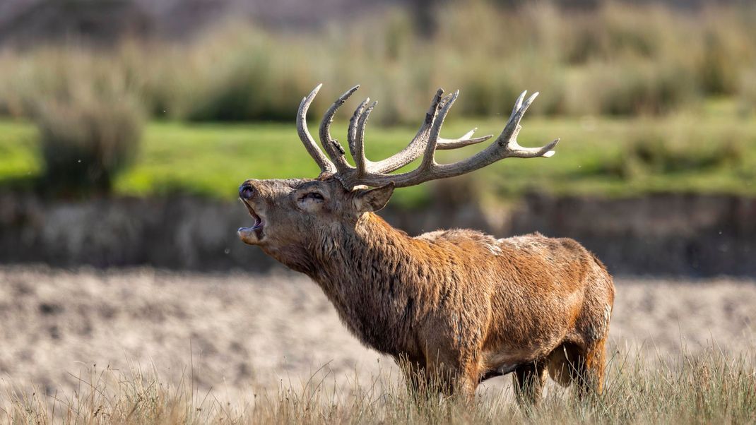 This is a roaring red deer.