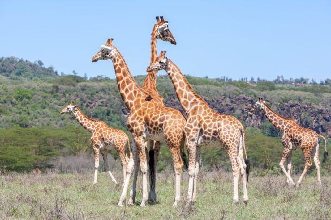 Giraffen kommunizieren via Infraschall.