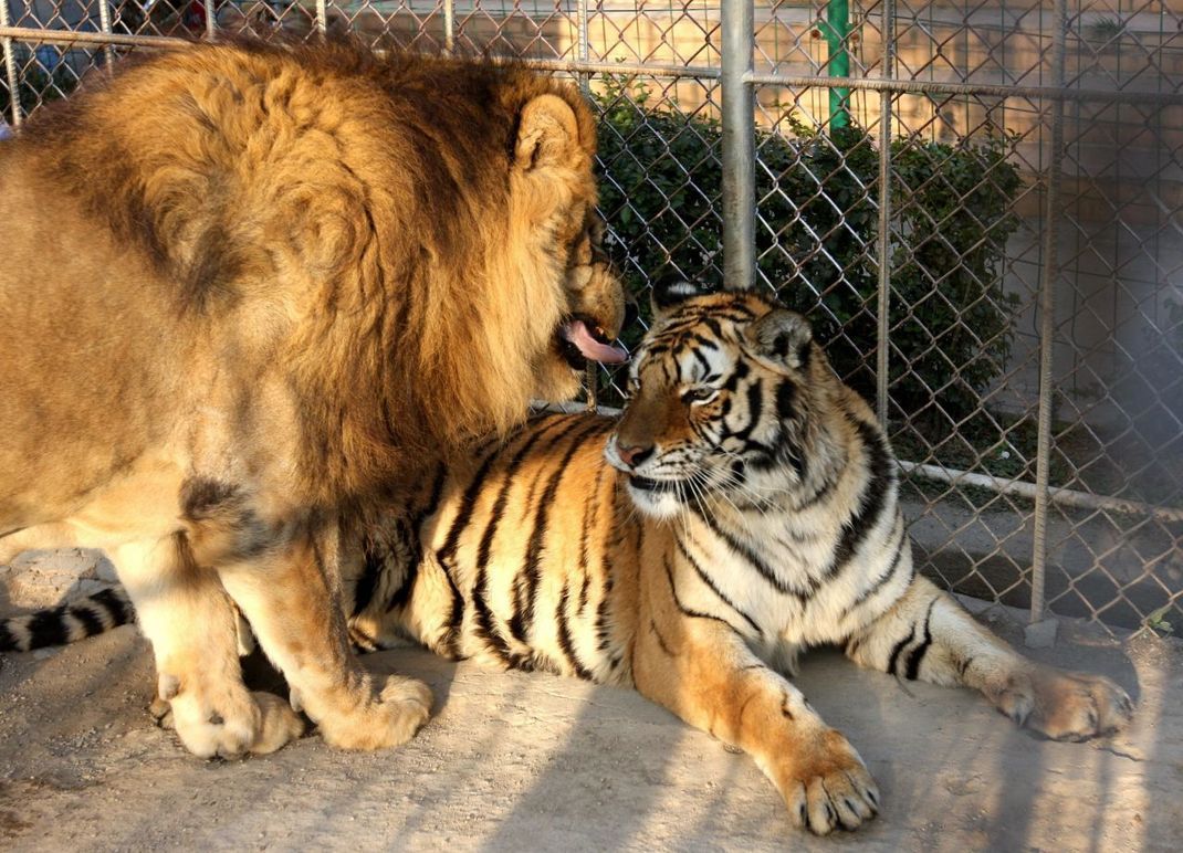 Verträgt sich dieses Löwen-Männchen mit der Tigerin, könnte es bald Liger-Nachwuchs geben.