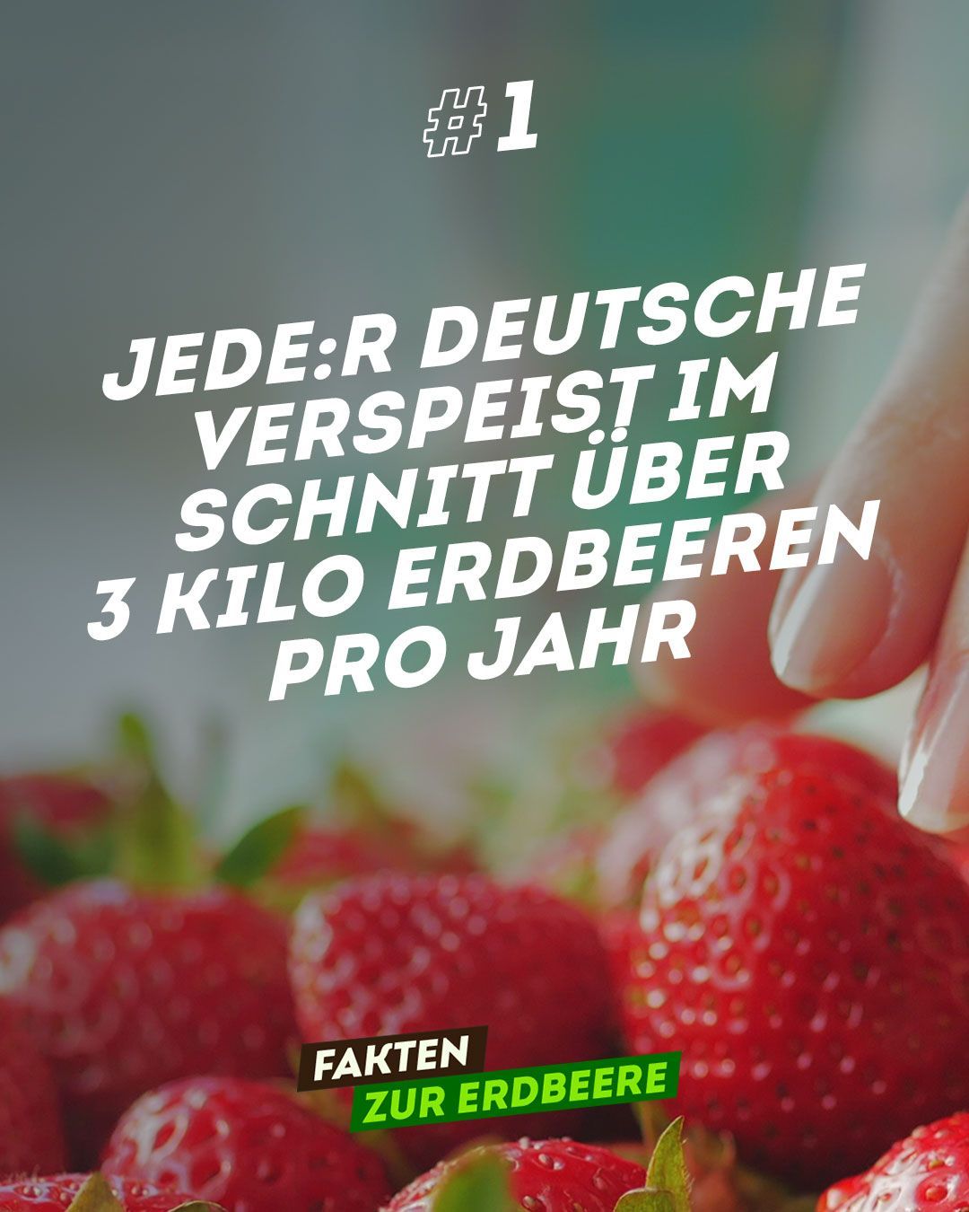 Die Erdbeere ist keine Beere, sondern eine Sammelnussfrucht