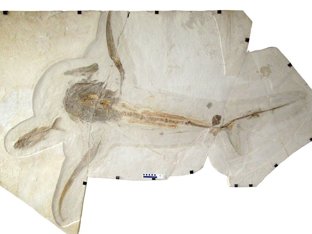 Wie in Stein gemeißelt: Das Fossil des Adlerhais wurde aus dem Kalk in Nordmexiko ausgegraben.