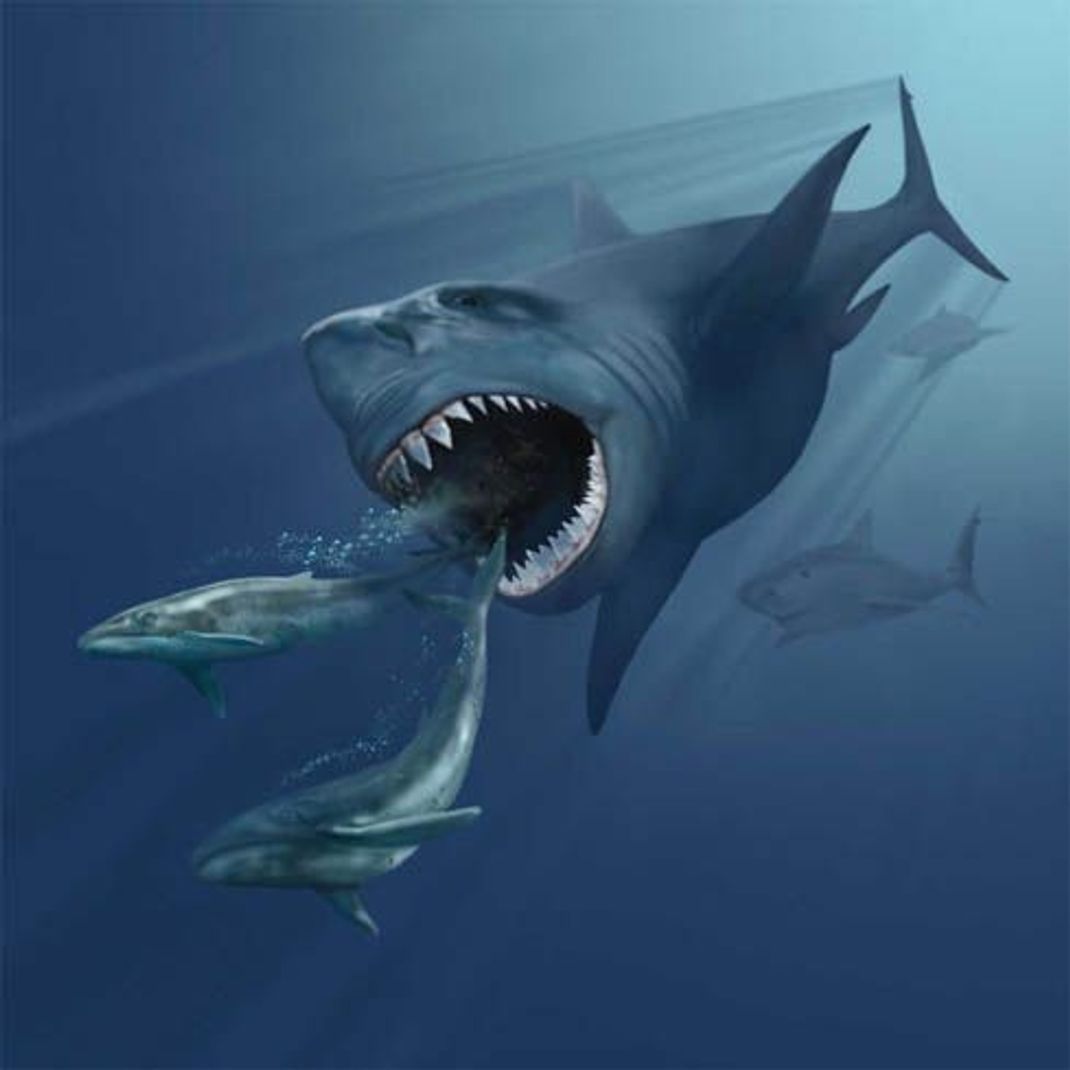 In der künstlerischen Darstellung sieht man, wie der urzeitliche Riesenhai  auf zwei Wale Jagd macht.