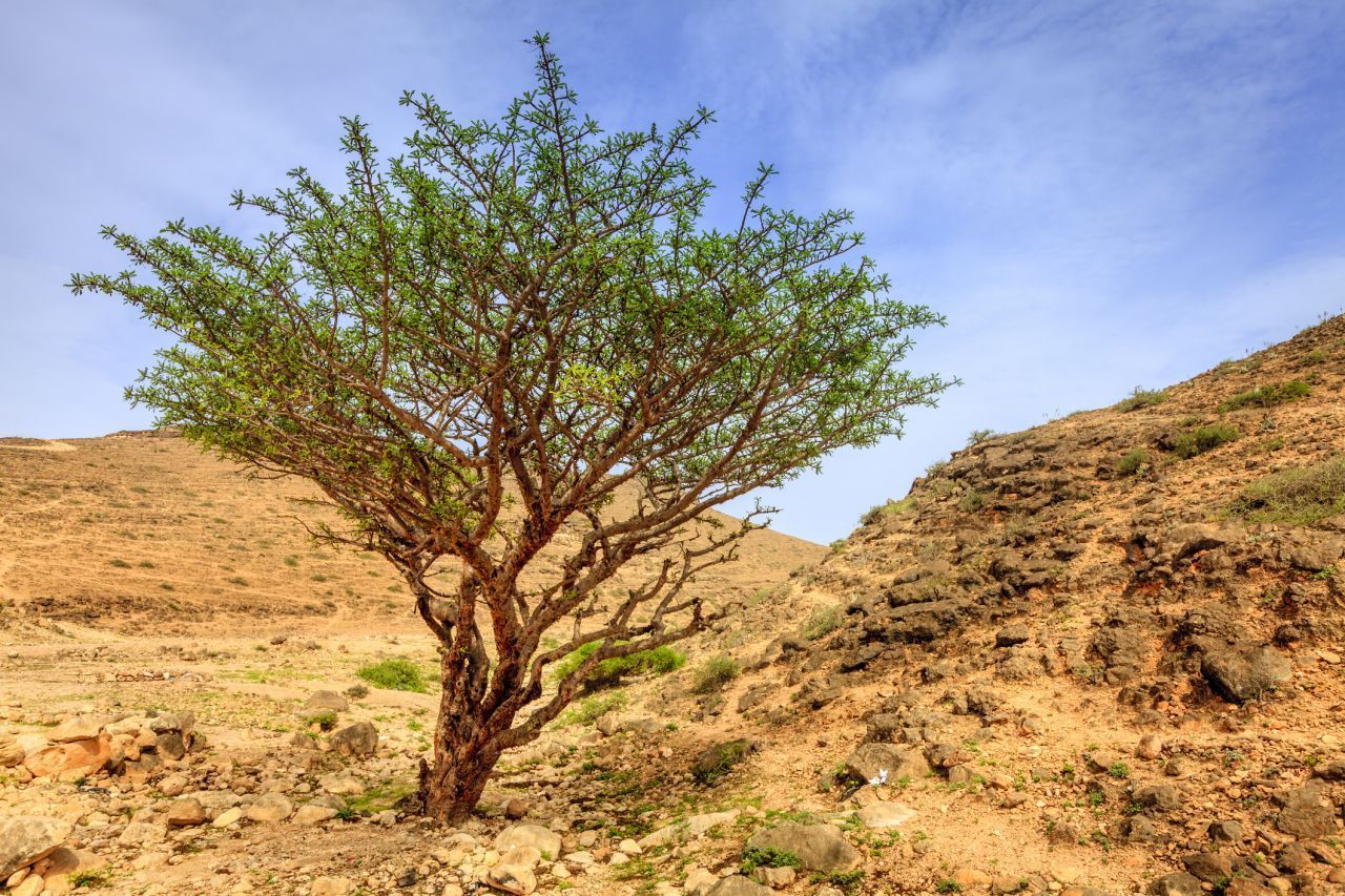 Es gibt rund 25 verschiedene Arten des Boswellia-Baumes. Die Art "Boswellia Sacra" aus Somalien zählt zu den gefragtesten Bäumen.