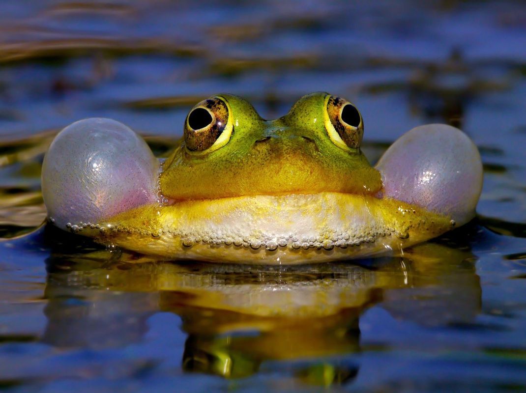 Ein Frosch bläst seine Schallblasen auf - auf diese Weise quakt er.