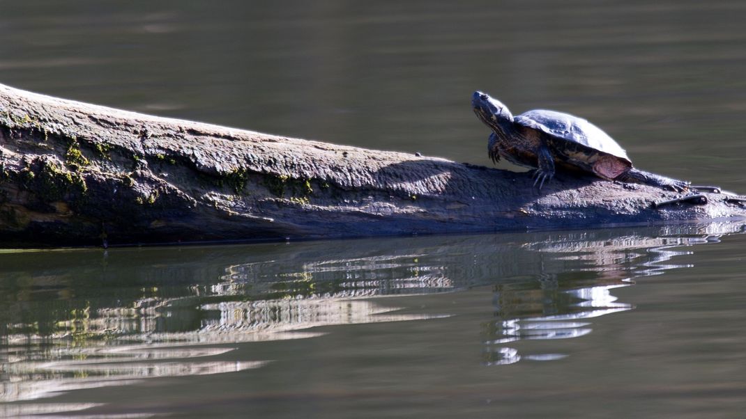 Eine offenbar amerikanische Schmuckschildkröte wie dieses Exemplar hat es sich im Stadtgraben von Gardelegen gemütlich gemacht.&nbsp;