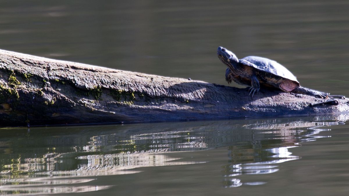 Amerikanische Schmuckschildkröte