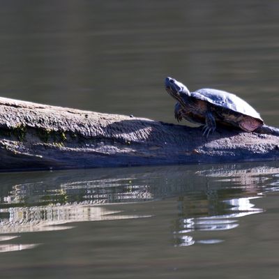 Amerikanische Schmuckschildkröte