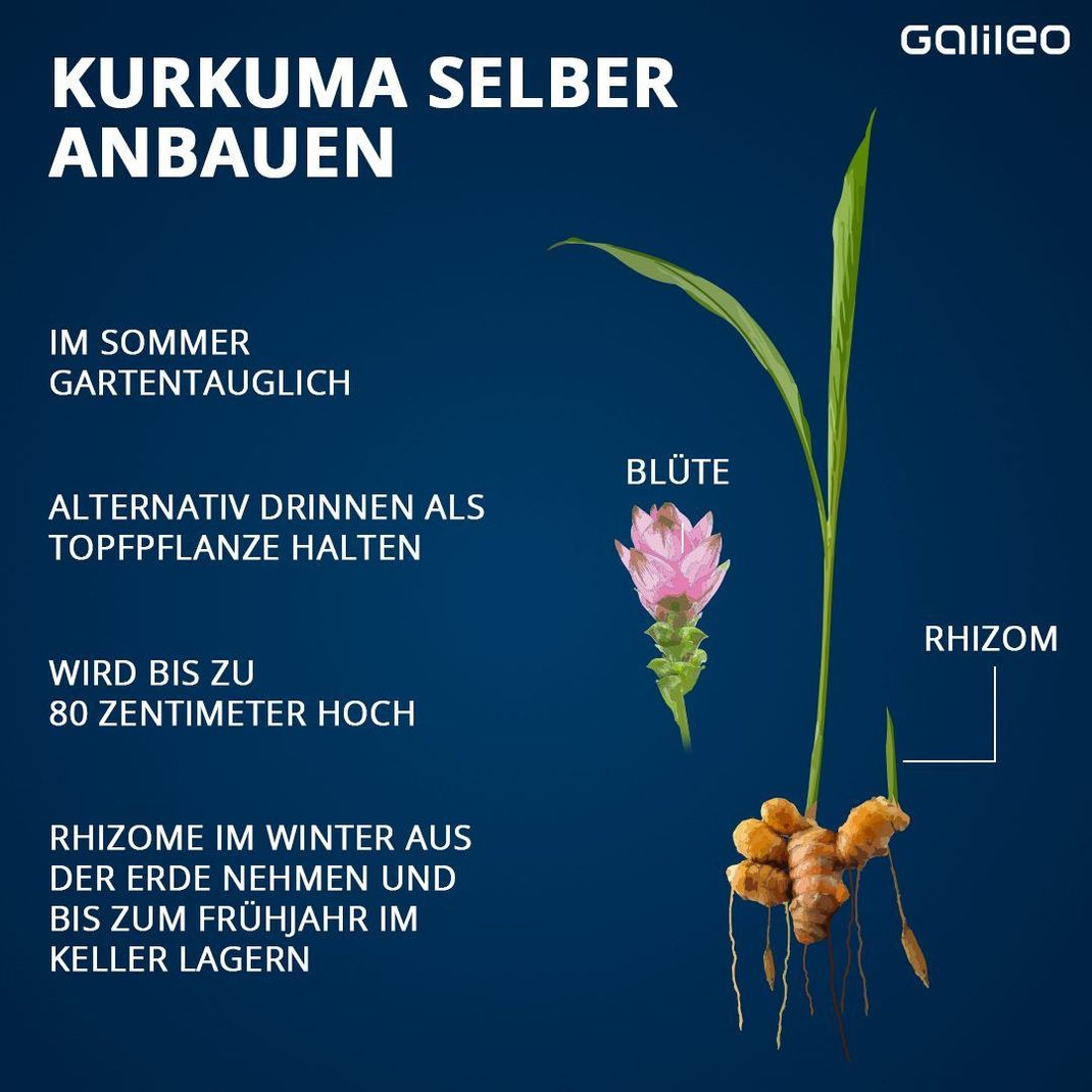 So kannst du Kurkuma zuhause anbauen.