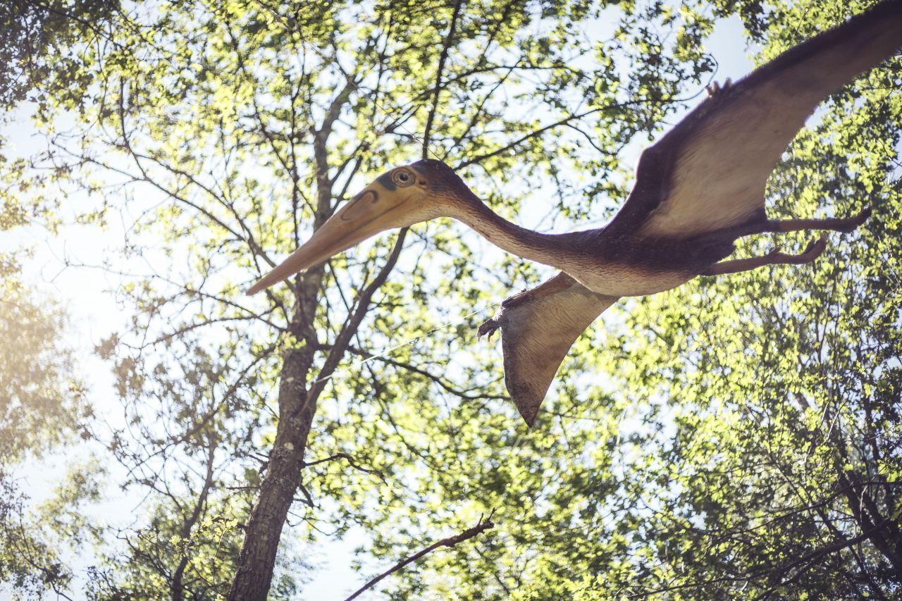 Fly high: Dieser Flugsaurier ähnelt einem Vogel. Du kannst viele lebensgroße Nachbildungen im Dinosaurier Museum Altmühltal in Denkendorf/Bayern bestaunen.