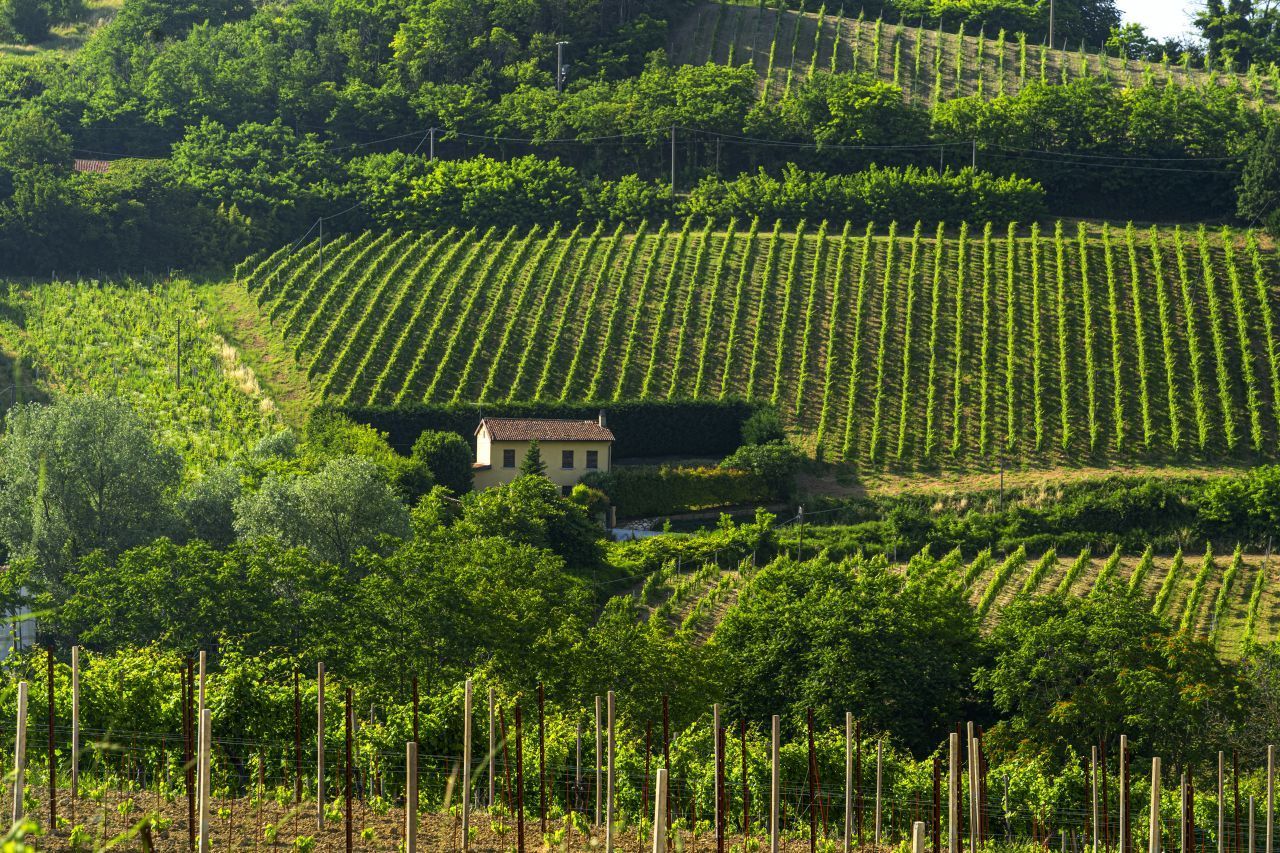 Schon Leonardo da Vinci lobte die Weine aus der Lombardei. Das Anbaugebiet erstreckt sich vom Lago Maggiore an der Grenze zur Schweiz bis zum Gardasee. Ein Weißwein-Highlight ist der Trebbiano di Lugana, aus der Nebbiolo-Rebe werden vollmundige Rotweine gekeltert. Und das Gebiet Franciacorta ist bekannt für seine edlen Schaumweine. Viele Weingüter vor Ort bieten Weinproben und Führungen an.      