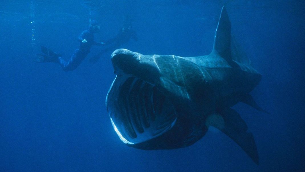 Ein Riesenhai wurde an der Adria-Küste in Italien gesichtet (Symbolfoto).