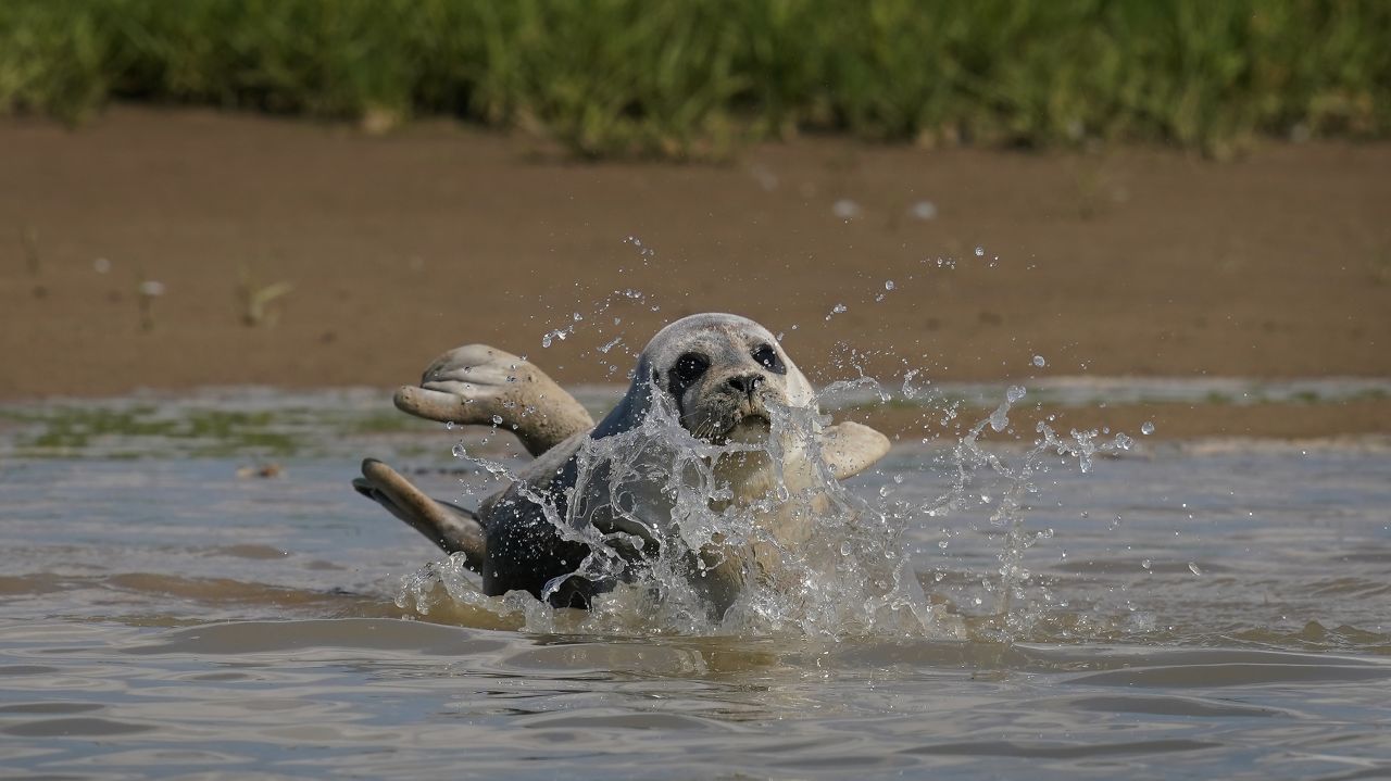 ... und rund 800 Seehunden, auch Hafenrobben genannt.