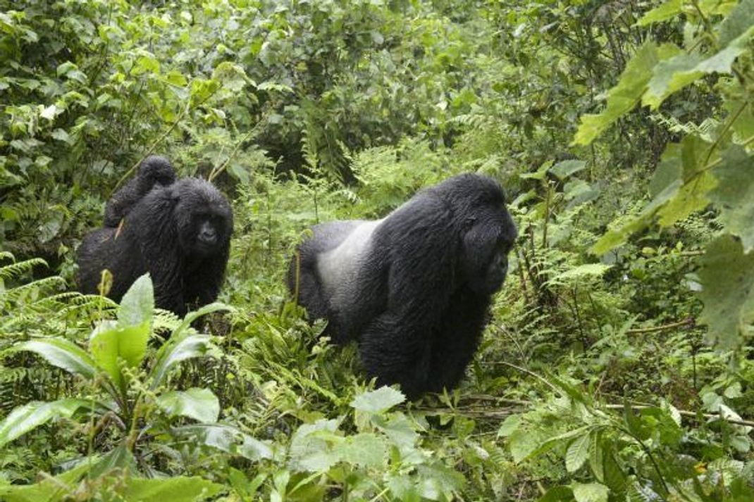Dieser Silberrücken führt seine Gorilla-Familie durch den Wald in Ruanda.
