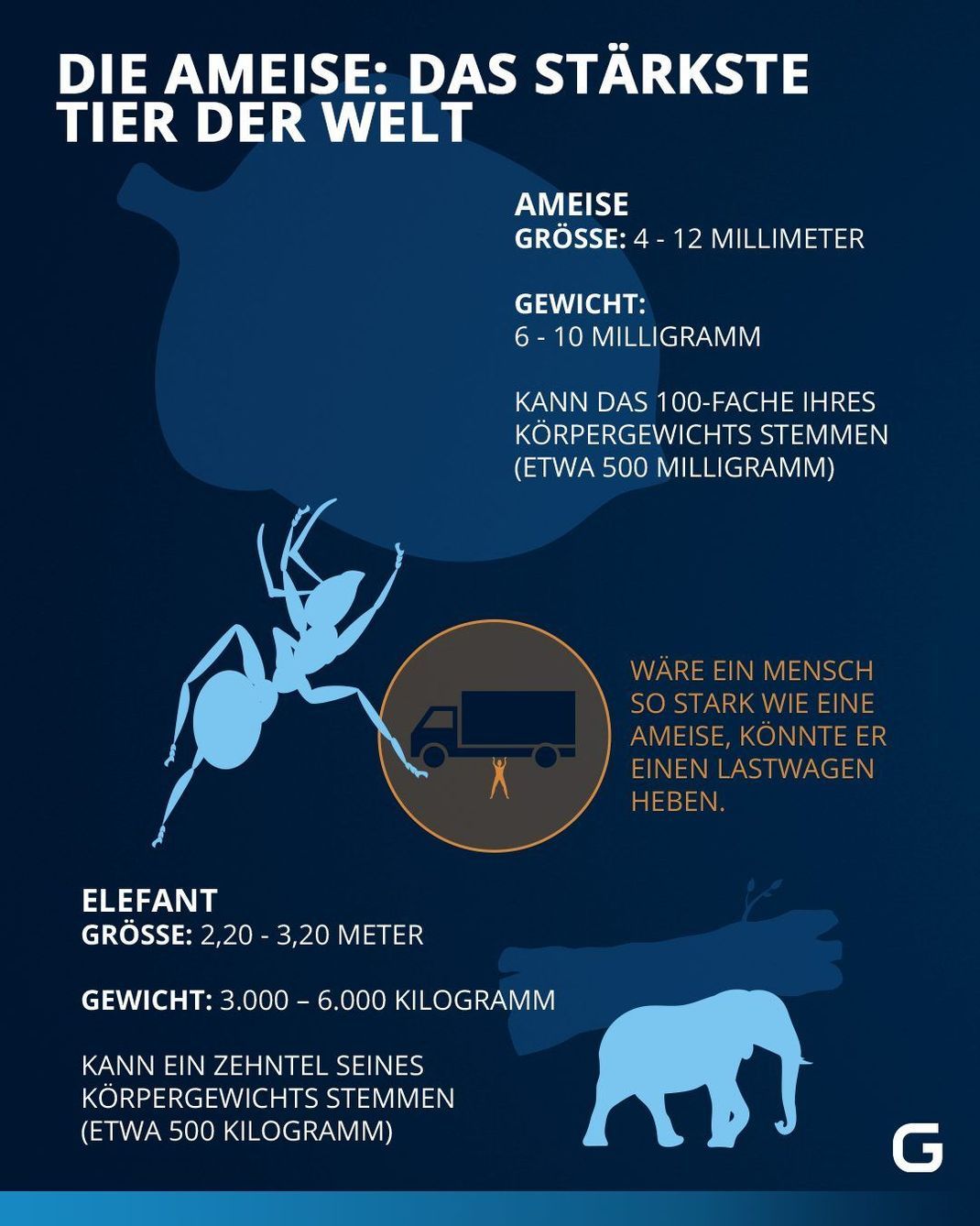 Die Ameise kann das 100-fache ihres Körpergewichts tragen. Wäre sie so groß wie Menschen, könnte sie einen ganzen Lastwagen stemmen.