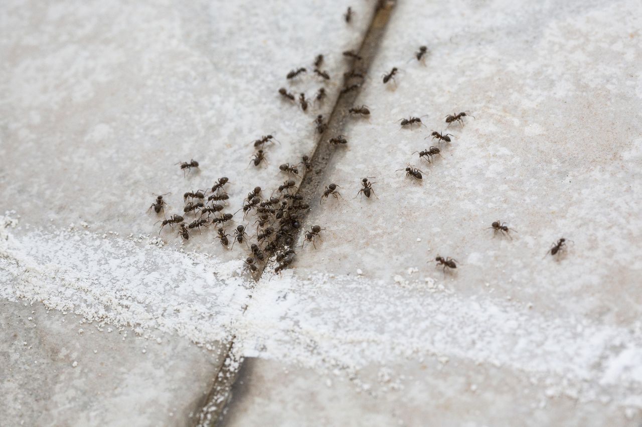 Ameise: In einer Studie der Universität Sorbonne von 2022 stellte sich heraus, dass Ameisen Krebszellen von gesunden Zellen am Geruch unterscheiden können. Bisher wurden vor allem Hunde dafür trainiert. Die brauchen aber länger und das Training ist viel teurer. Ameisen wären also eine kostengünstige Alternative. 