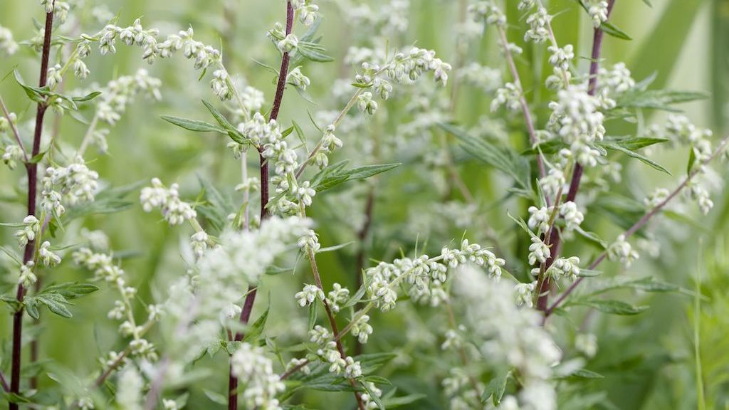 Beifuß blüht meist von Juli bis September und kann heftige Allergie-Reaktionen auslösen.