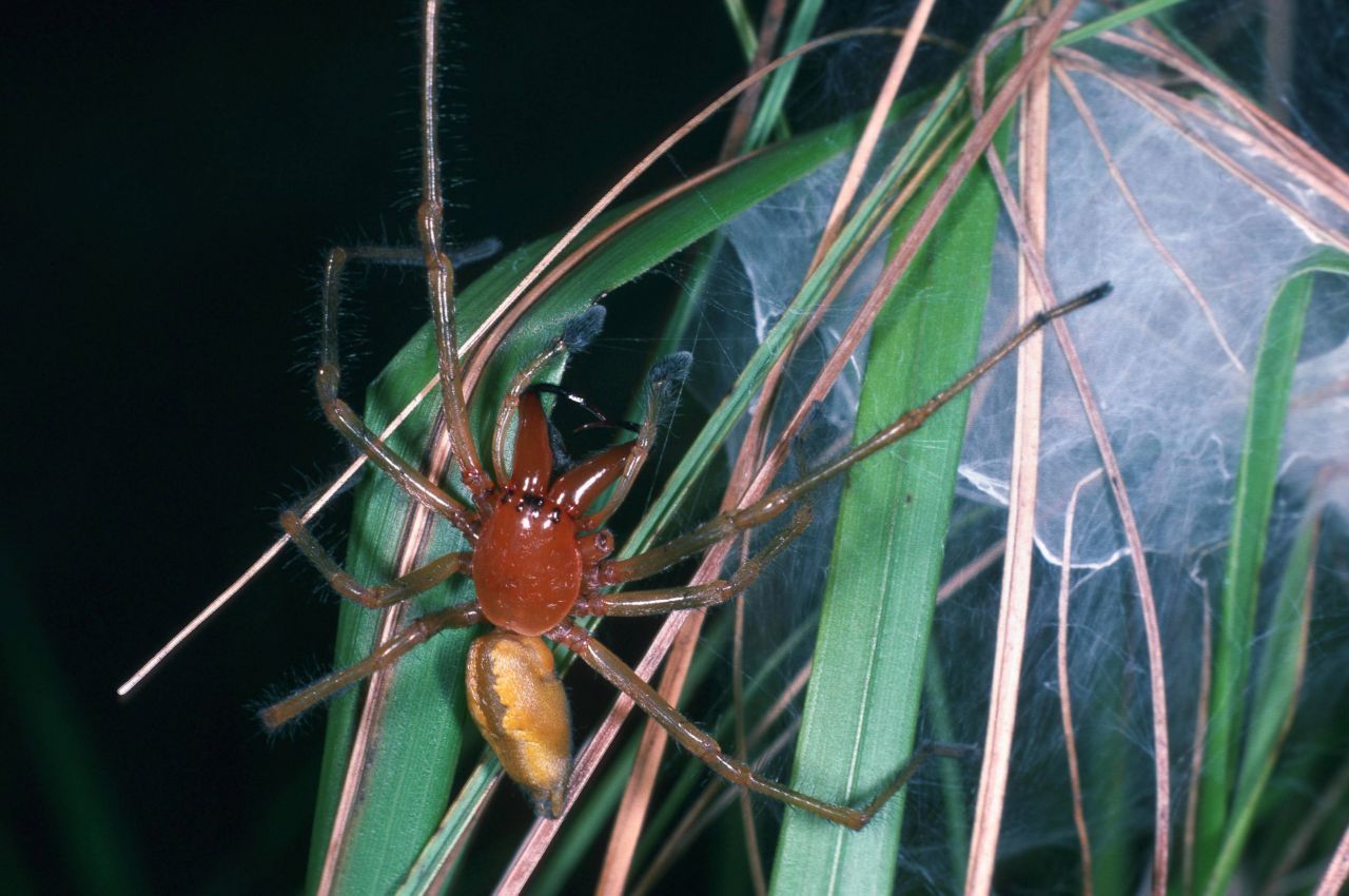 Dornfinger leben nur ein Jahr. Nachdem das Weibchen die Brut gehütet hat, stirbt es im Herbst im Nest. Die Kleinen machen sich selbstständig und überwintern am Boden unter Laubblättern..