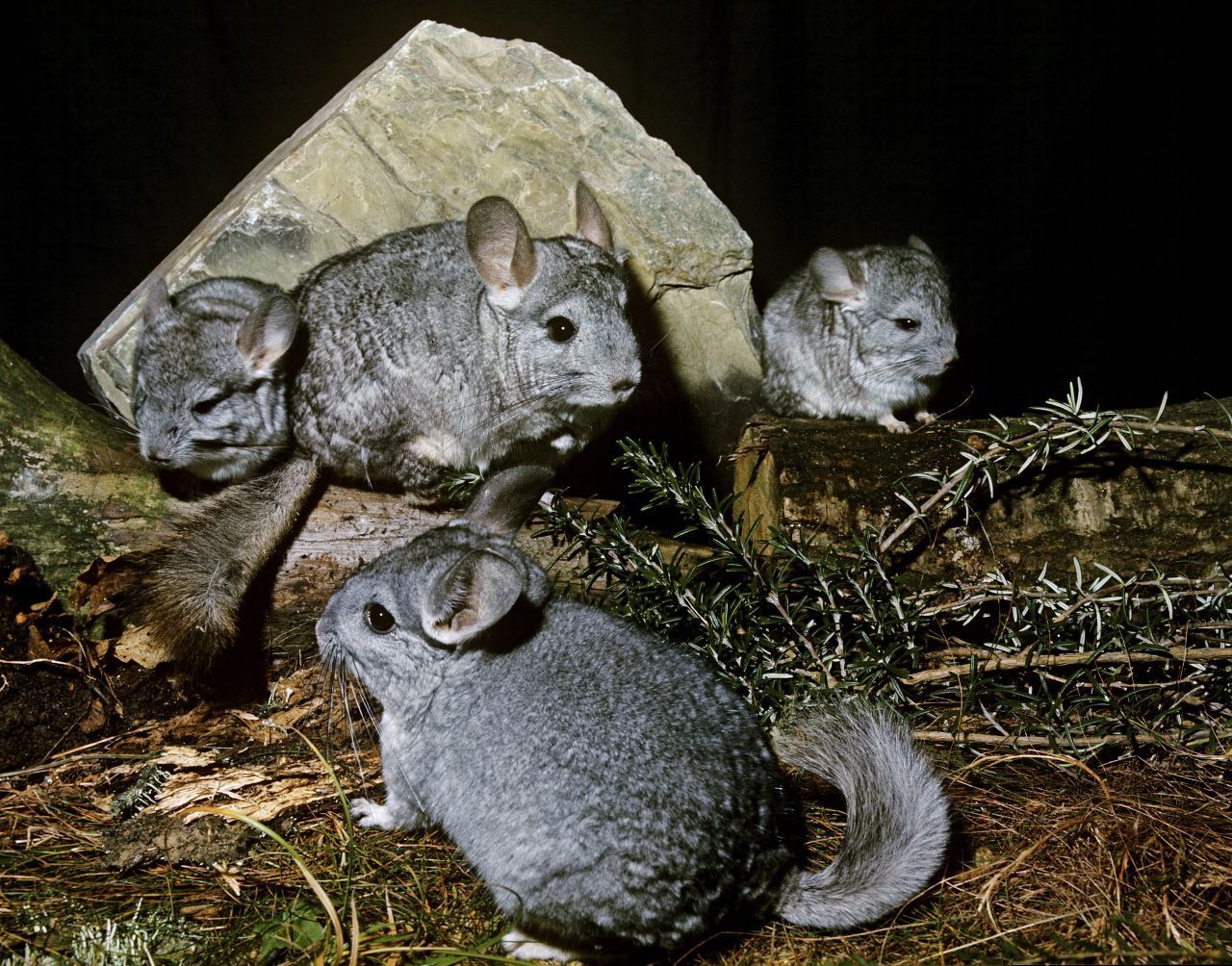 Chinchillas leben am liebsten in größeren Gruppen zusammen, denn sie sind sehr gesellig.