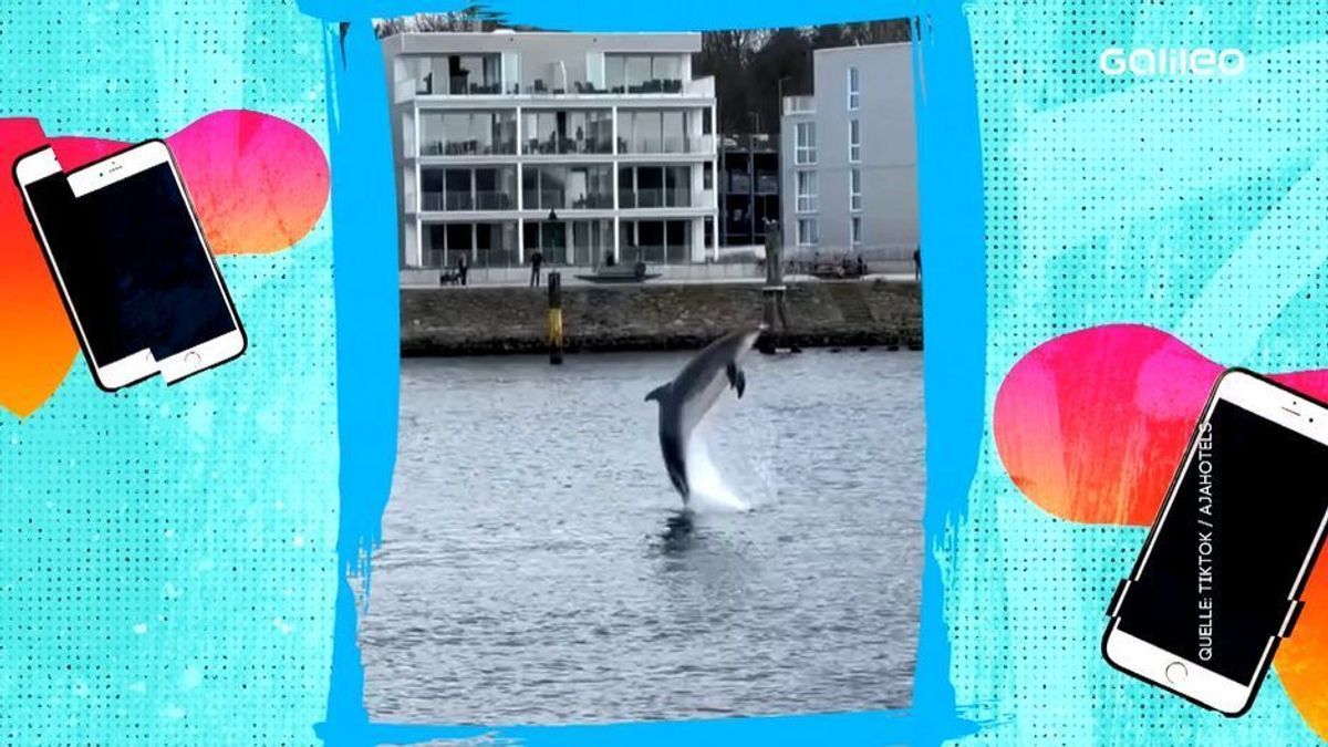 Clips der Woche: Delfin "Delle" an der deutschen Ostseeküste