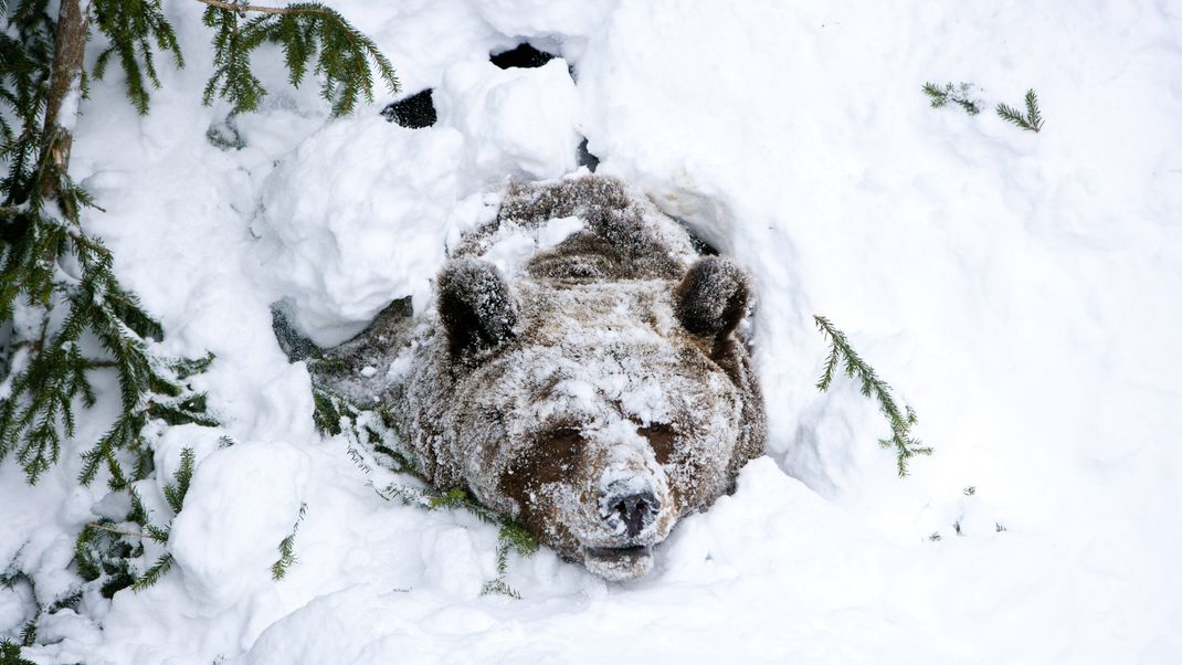 Bärendame Palle-Jooseppi wacht 2012 im Zoo von Ranua aus dem Winterschlaf auf. 