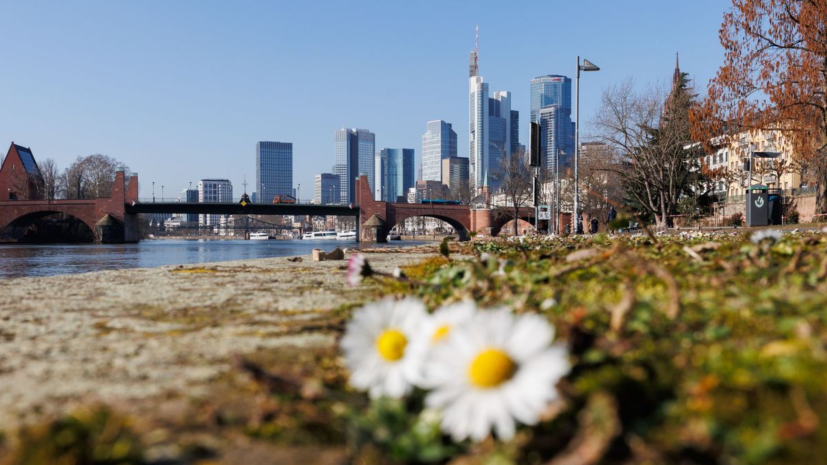 Hessen, Frankfurt/M.: Gänseblümchen blühen am Ufer des Main.