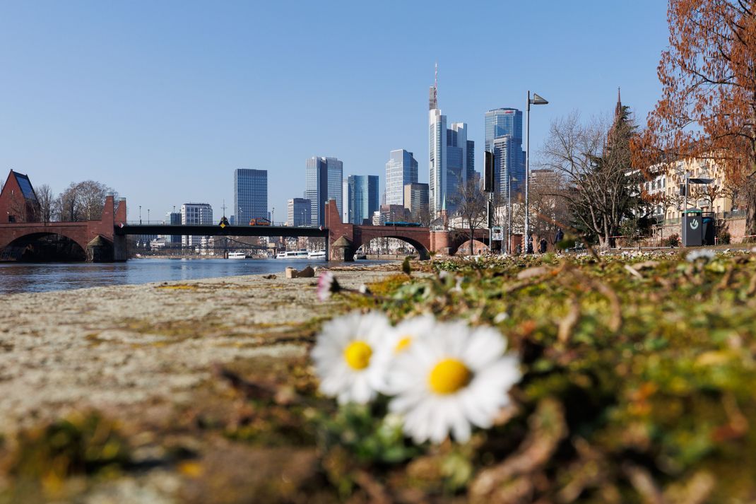 Hessen, Frankfurt/M.: Gänseblümchen blühen am Ufer des Main.