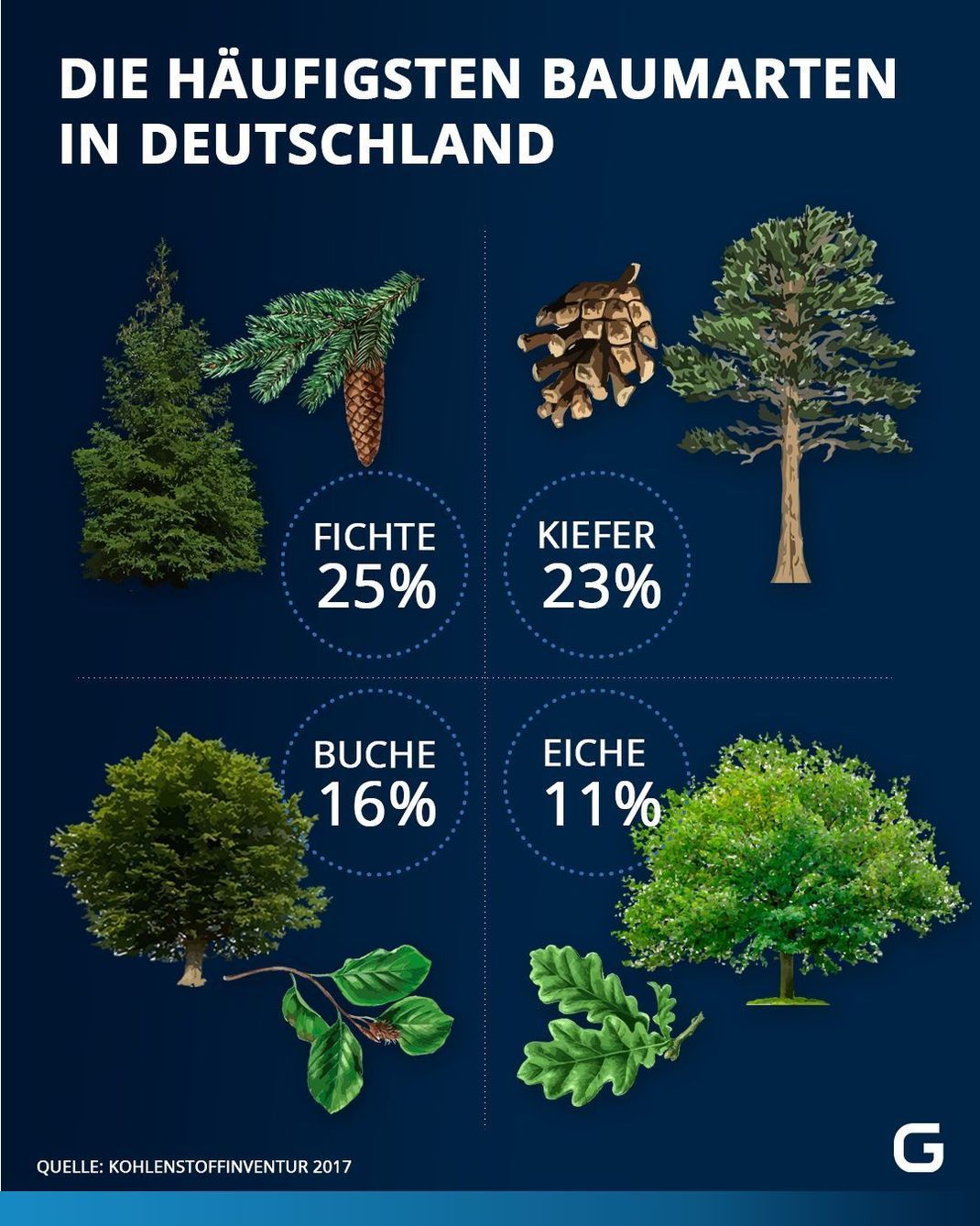 Diese Bäume wachsen in Deutschland am häufigsten. 