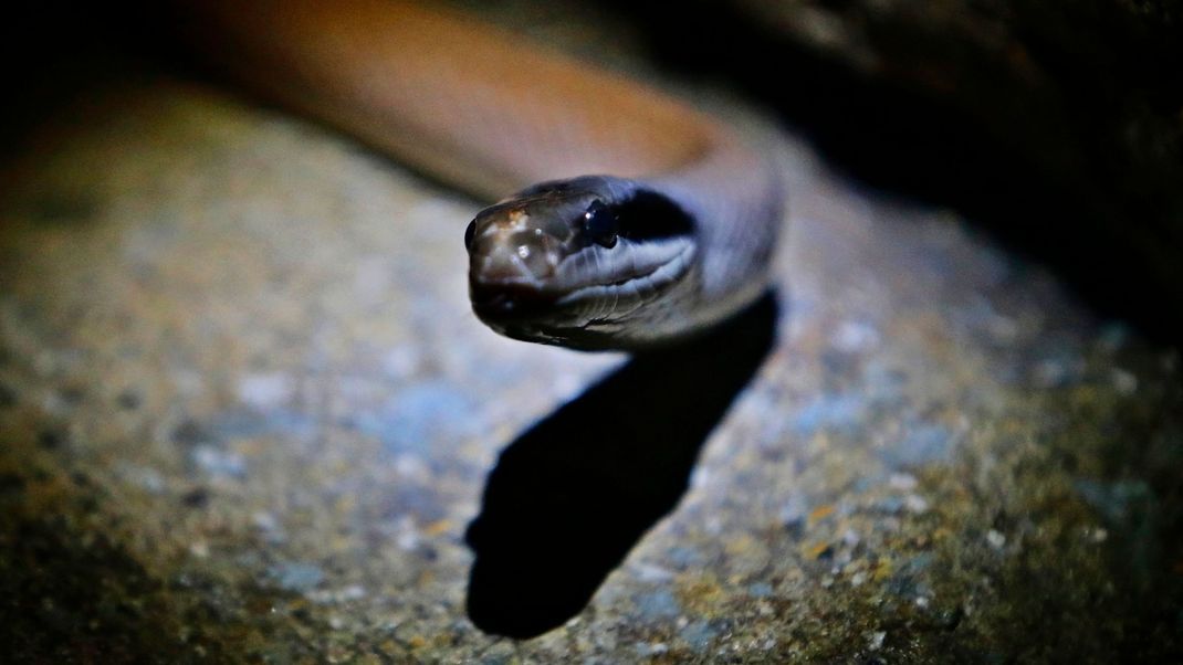 Albtraum-Szenario in Australien: Eine Frau ist im Schlaf von einer der giftigsten Schlangen der Welt gebissen worden. (Symbolbild)