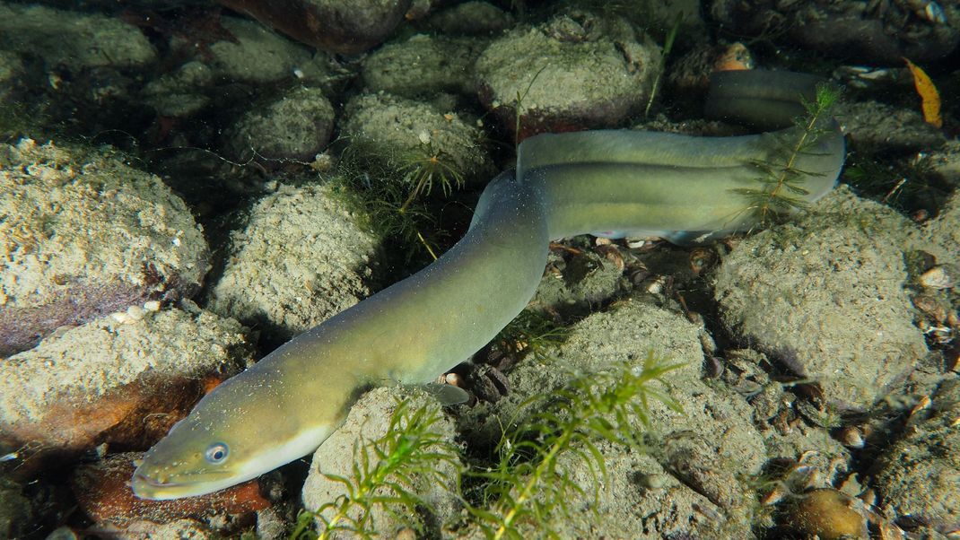 Ein kleiner Weltenbummler. Um bis nach Europa zu kommen, legen die bedrohten Fische über 5.000 Kilometer zurück.