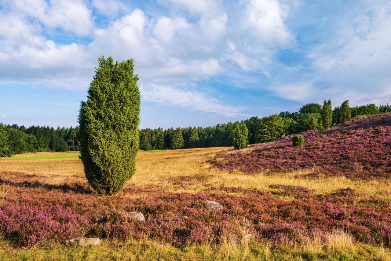 Das Naturschutzgebiet Lüneburger Heide bietet Buchen- und Eichenmischwäldern sowie Heiden auf 23.315 Hektar Platz.