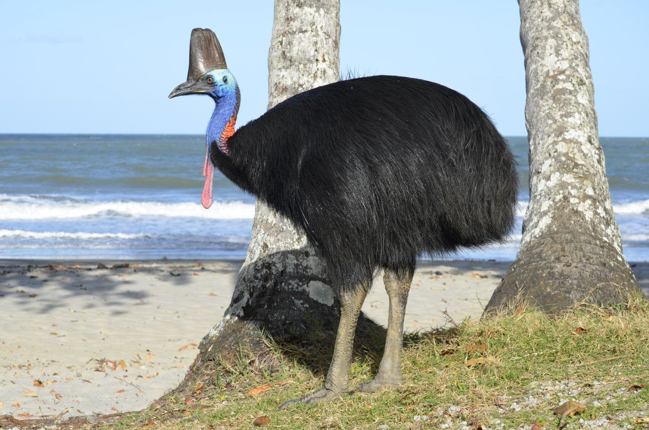 Im Winter wandert der Vogel auf der Suche nach Nahrung vom Regenwald zum Meer. Was er frisst? Täglich rund drei Kilo Früchte und Steinchen, um das Futter in seinem Magen zu zerkleinern.