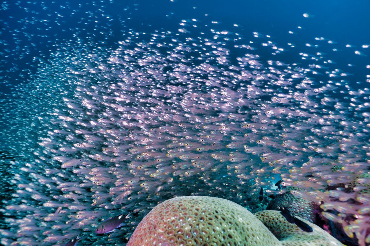 Fische fliegen seit 1973 ins All. Da sie sich auch schon auf der Erde wie Astronauten in alle drei Raumrichtungen bewegen, wollte die NASA untersuchen, wie sie sich orientieren. Tatsächlich schwammen sie anfangs in Bögen durchs Wasser und erst nach ein paar Tagen wieder geradeaus. 