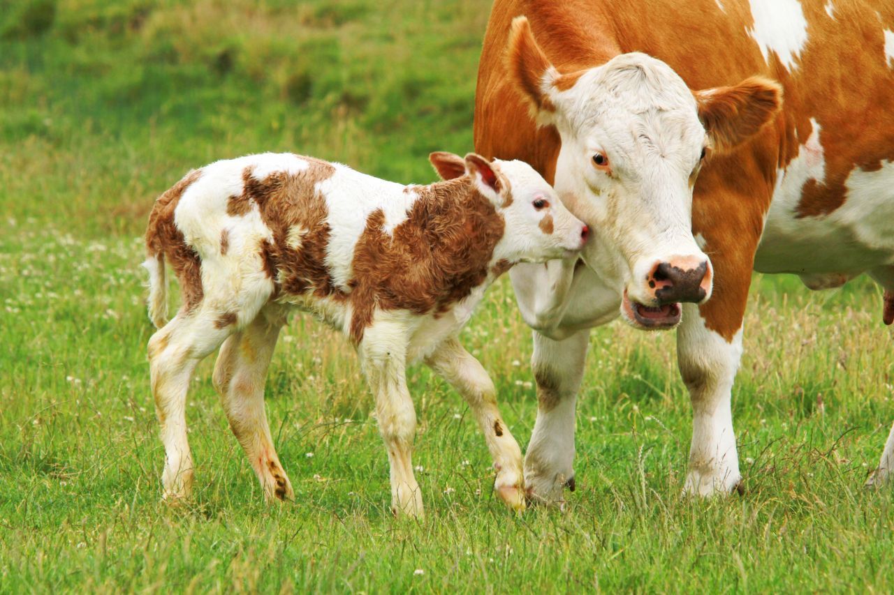 Mama, bist du's? Dieses kleine Kalb ist noch ganz staksig auf den Beinen.