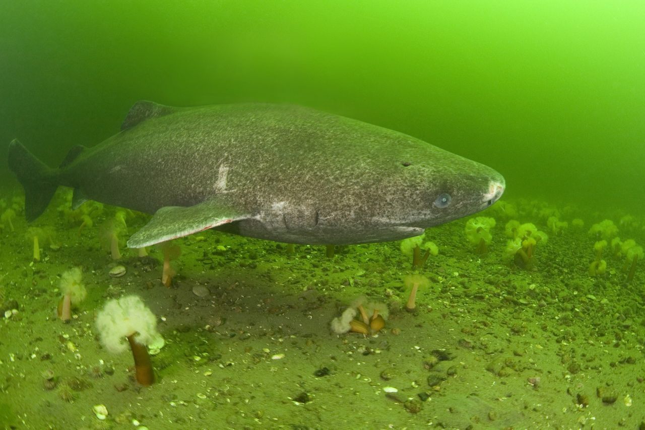 Grönlandhai: Seine Art liefert wohl die ältesten Wirbeltiere der Welt. Grönlandhaie können 400 bis 500 Jahre alt werden! Der Name verrät, dass er im kälteren Nord- und Nordpolarmeer lebt – in bis zu 2 Kilometern Tiefe. Die Fleischesser sind wahnsinnig langsam. Im Schnitt schwimmen sie mit 1,2 km/h. 